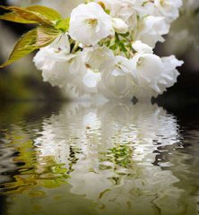 Фотообои Белые цветы над водой Артикул 4162