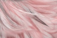Фотообои Розовое перышко крупным планом Артикул shut_1435
