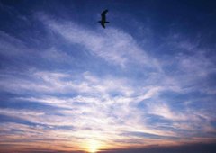 Фотообои Птица в закатном небе Артикул 0715