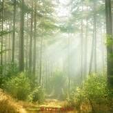 Фотообои Солнечный свет в лесу Артикул 1663