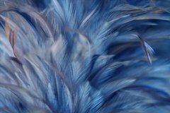 Фотообои Много синих перьев Артикул shut_1425
