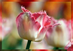 Фотообои Бело-розовый тюльпан Артикул 1061