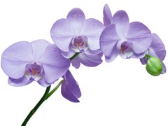 Фотообои Ветка сиреневой орхидеи Артикул 5113