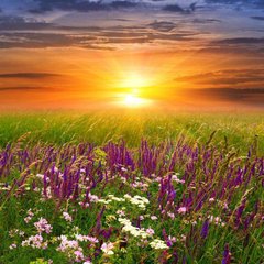 Фотообои Цветочное поле на фоне заката Артикул 5633