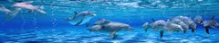 Фотообои Стая дельфинов Артикул 40021