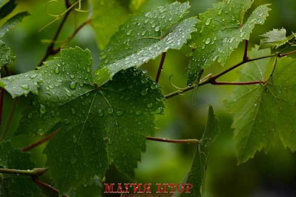 Фотообои Листья клена в каплях Артикул nfi_02207