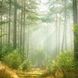 Фотообои Солнечный свет в лесу Артикул 1663 2