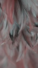 Фотообои Розовые с черным перья Артикул shut_1442