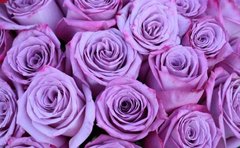 Фотообои Сиреневые розы Артикул nfi_01835
