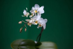 Фотообои Белая орхидея на ветке Артикул nfi_01314