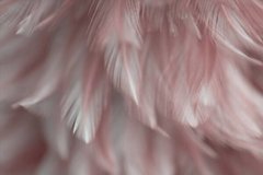 Фотообои Розовые с белым перья Артикул shut_1421