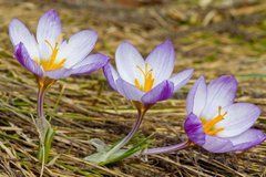 Фотообои Три крокуса Артикул 5446