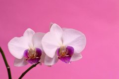 Фотообои Орхидеи на розовом фоне Артикул nfi_01360