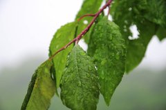 Фотообои Листья в росе Артикул nfi_02240