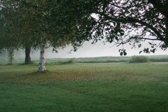 Фотообои Листья на траве Артикул nfi_02760