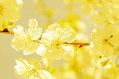 Фотообои Желтые цветы на дереве Артикул 3152
