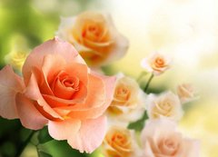 Фотообои Персиковые розы Артикул 1415