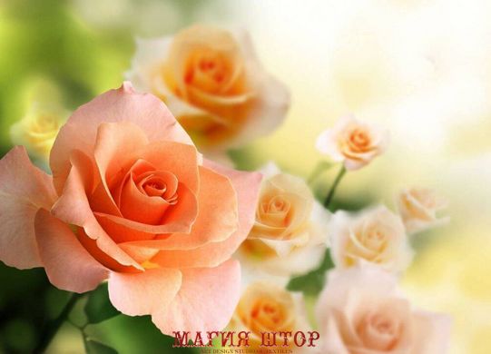 Фотообои Персиковые розы Артикул 1415
