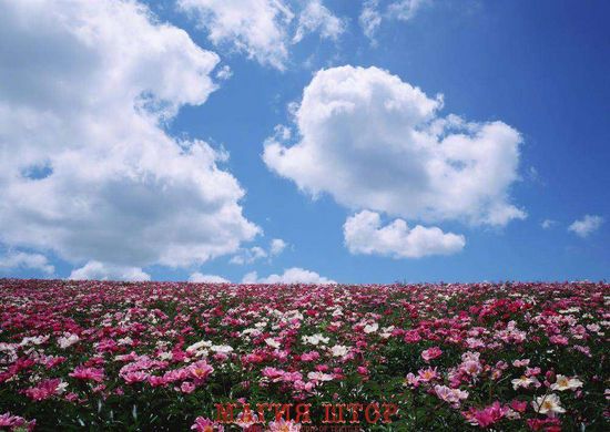 Фотообои Розовые цветы в поле Артикул 0691