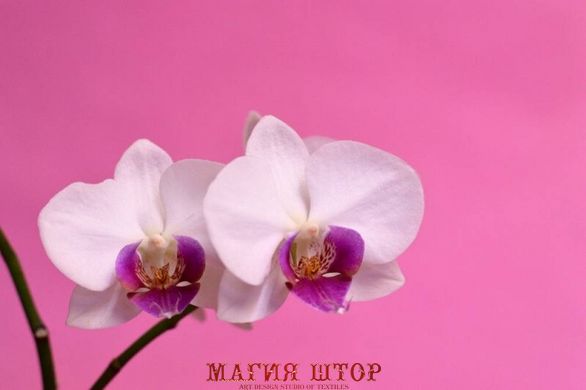 Фотообои Орхидеи на розовом фоне Артикул nfi_01360