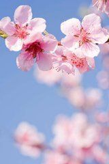Фотообои Цветы Артикул 5741