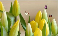 Фотообои Жёлтые тюльпаны Артикул dec-670