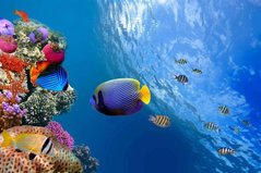 Фотообои Разноцветные рыбки Артикул 2245