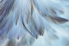 Фотообои Голубые с серым перья Артикул shut_1424