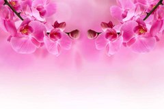 Фотообои Розовая орхидея Артикул 4090
