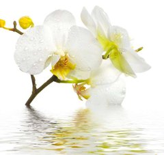 Фотообои Орхидея в воде Артикул 5122