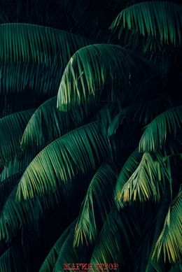 Фотообои Пальмовые листья Артикул nus_10353