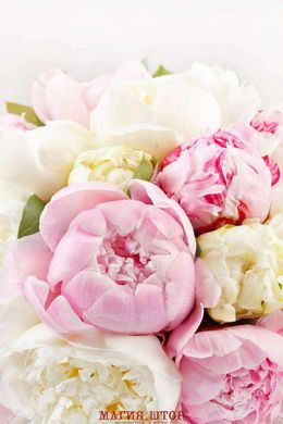 Фотообои Белые и розовые пионы Артикул 20163