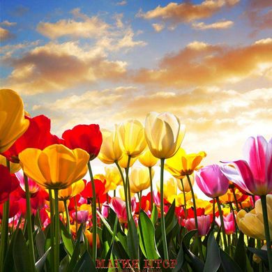 Фотообои Разноцветные тюльпаны Артикул 7420