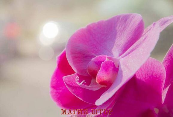 Фотообои Орхидея розового цвета Артикул nfi_01324