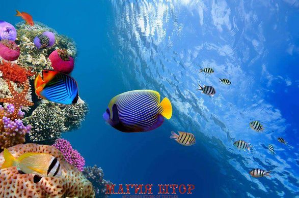 Фотообои Разноцветные рыбки Артикул 2245