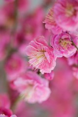 Фотообои Весенние цветы Артикул 44272