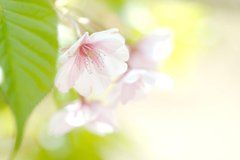 Фотообои Соцветия Артикул 1406