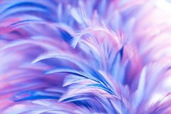 Фотообои Перья синие с розовым Артикул shut_1525