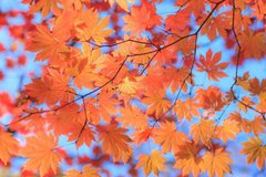 Фотообои Оранжевые листья Артикул 4379