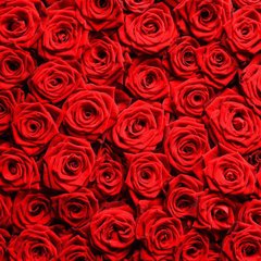 Фотообои Красные розы Артикул 15538