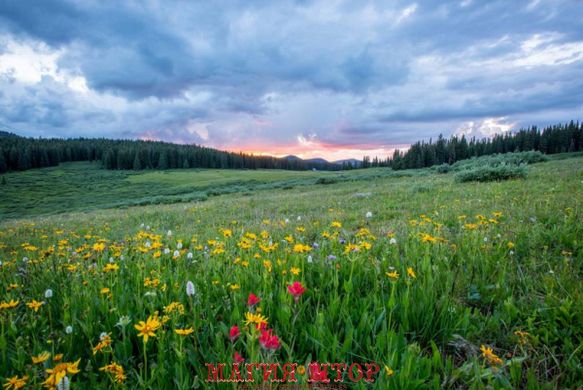 Фотообои Цветы в поле Артикул nus_22144