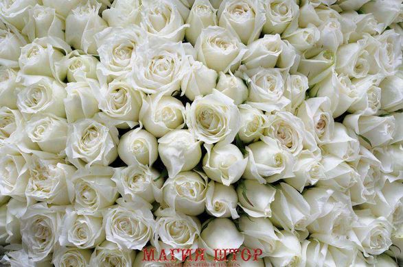 Фотообои Букет белых роз Артикул 15214