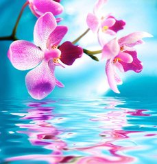 Фотообои Розовые орхидеи над водой Артикул 4030
