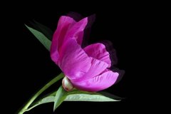 Фотообои Фиолетовый цветок Артикул nfi_01424