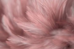 Фотообои Розовые перья Артикул shut_1416