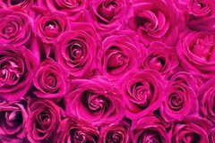 Фотообои Розовые розы Артикул nfi_01758