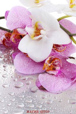 Фотообои Белые и розовые орхидеи Артикул 13912