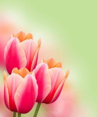 Фотообои Букет розовых тюльпанов Артикул 5920