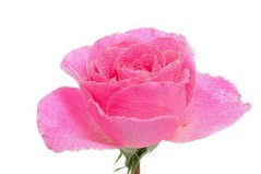 Фотообои Капли росы на цветке Артикул 15098