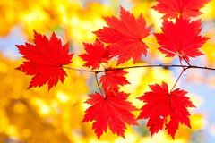 Фотообои Красные листья Артикул 1545